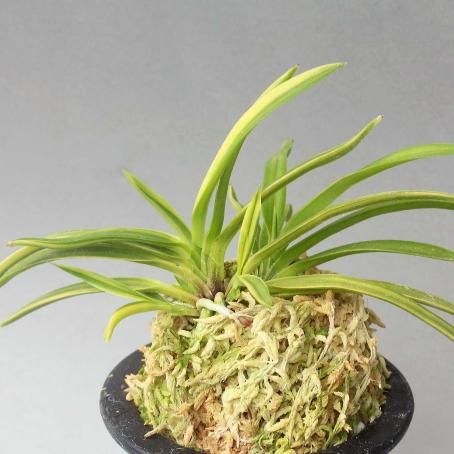 富貴蘭 宝船 (25a20) - 「中越植物園オンラインショップ」