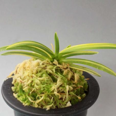 187633649.jpg?cmsp_timestamp=