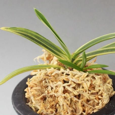 富貴蘭 西出都（銀世界戻り） (25a29) - 「中越植物園オンライン