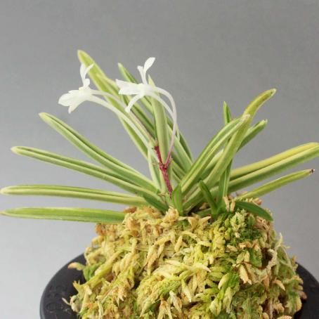 富貴蘭 銀世界 (25a35) - 「中越植物園オンラインショップ」