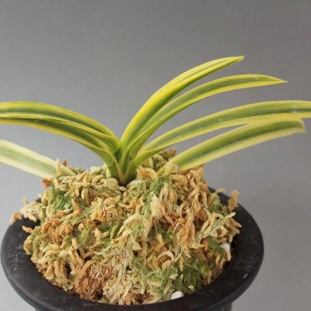 富貴蘭 翠宝 (25a42) - 「中越植物園オンラインショップ」