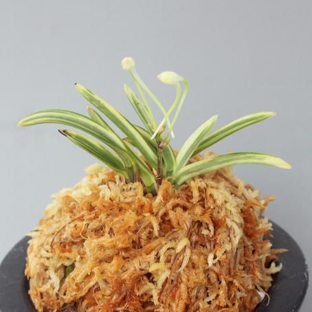 187633700.jpg?cmsp_timestamp=