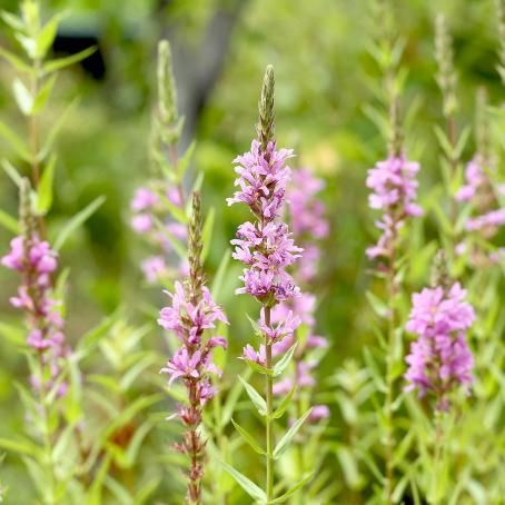 187826834.jpg?cmsp_timestamp=