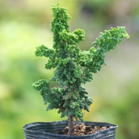 石化ヒノキ - 「中越植物園オンラインショップ」