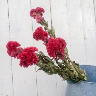 商品検索 - ドライフラワー通販 エフスリー