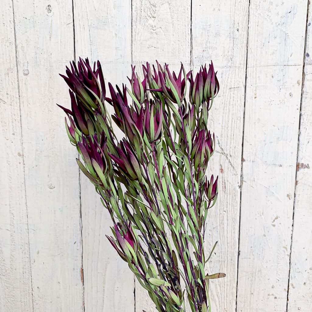 リュウカデンドロン ブラッシュ - ドライフラワー通販 エフスリー