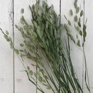 プロテア カーニバル（1本） - ドライフラワー通販 エフスリー