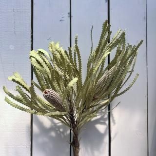 ドライフラワー❇️マグノリア❣️枝長め ドライフラワー マグノリア❣️長め 【公式通販】