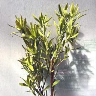 ドライフラワー通販 リュウカデンドロン