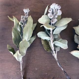 ドライフラワー通販 リュウカデンドロン