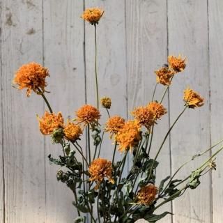 ドライフラワー通販 エフスリー