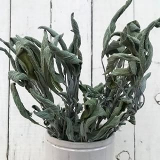 ドライフラワー マグノリア