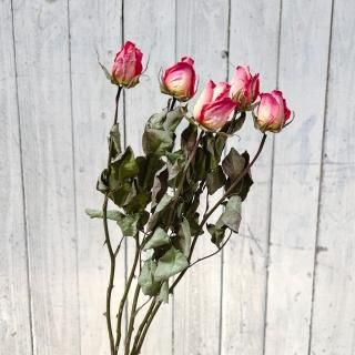 ドライフラワー通販 花 ドライフラワー通販 花