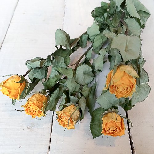 本 の バラ 5 プロポーズで渡す薔薇（バラ）の花束、意味が本数や色で変わるって本当？ ｜