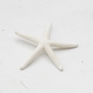 商品検索 - ドライフラワー通販 エフスリー