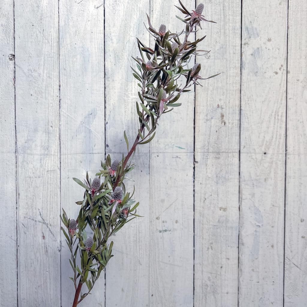 30本　リューカデンドロン　アヨバアフリカンスカイ 30本 リューカデンドロン アヨバアフリカンスカイ アフリカの