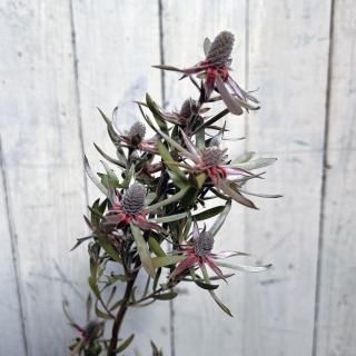 商品検索 - ドライフラワー通販 エフスリー