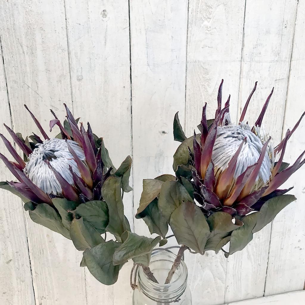 プロテアとニゲラのナチュラルブーケ fit=scale-down,w=1200