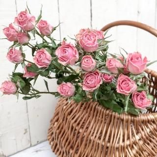 ドライフラワー通販 花