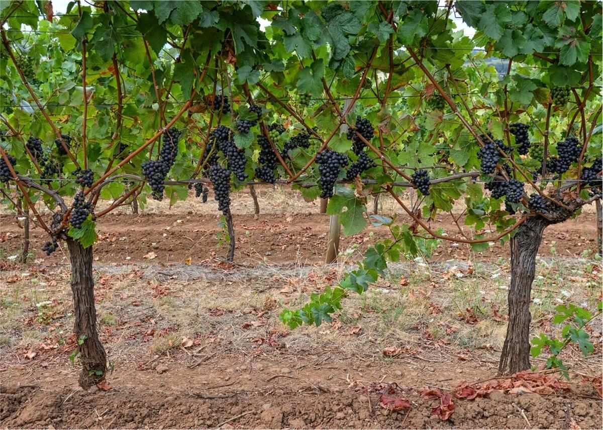 ハーロウ・リッジ プティシラー ロダイ