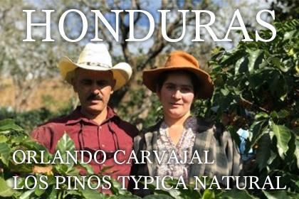 HONDURAS / ORLANDO CARVAJAL / LOS PINOS TYPICA NATURALʥۥ󥸥饹 ɡХϥ/ԥΥ ƥԥ ʥץ