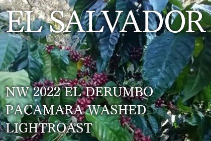 EL SALVADOR NW 2022/ EL DERUMBO PACAMARA WASHED LIGHTROAST 100gʥ륵Хɥ NW 2022 롦ǥ ѥޥ å 