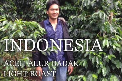 INDONESIA / ACEH ALUR BADAK LIGHT ROASTʥɥͥ ޥǥ  롼 Х 