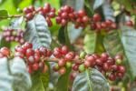 PERU/FINCA CRUZ PATA/COSME PARRA/ LIGHTROAST 100g