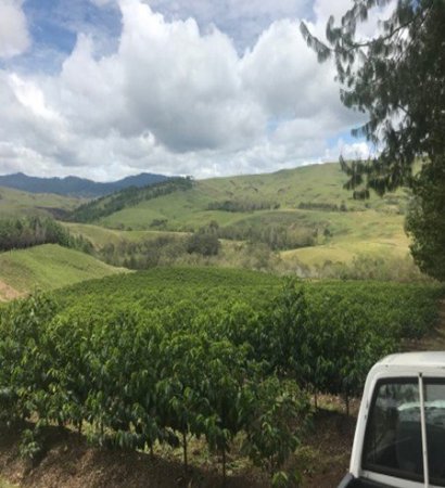 PAPUA NEW GUINEA / COLBRAN PLANTATION / MEDIUM ROASTʥѥץ˥塼˥ ֥ ƥԥ å 