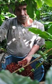 COSTARICA TARRAZU JAGUAR HONEY DECAF(ꥫ 饹 㥬 ϥˡ ե쥹ҡ)