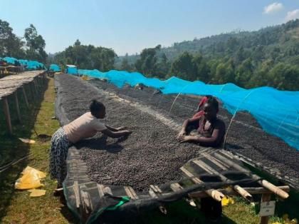 ETHIOPIA SIDAMO G-1 BONA SEDEKA WASHED LIGHT ROASTʥԥ ⡦ڥ G-1 ܥʥǥ å 
