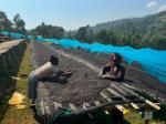 ETHIOPIA SIDAMO G-1BONA SEDEKA WASHED LIGHT ROAST200g