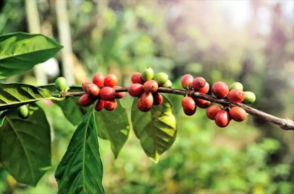 COLOMBIA JAMBALO TYPICA MEDIUM ROASTʥӥ ϥХ ƥԥ 