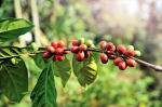 COLOMBIA JAMBALO TYPICA MEDIUM ROAST 200g