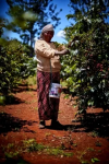KENYA / RUARAI AA LIGHTROAST 200g