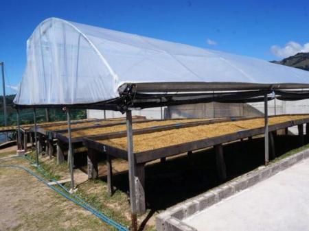 COSTA RICA AGRIVID ORANGE TYPICA HONEY LIGHT ROAST 100gʥꥫ ӥåȡޥߥ 󥸥ƥԥ ϥˡץ 