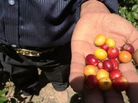 HONDURAS / Chichicastal BOURBON LIGHT ROASTʥۥ󥸥饹 ࡡ֥ܥ