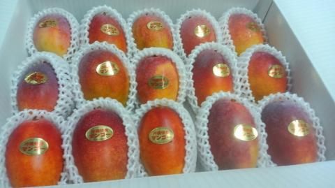 〈スポット特価〉沖縄県産 摘果マンゴー@20g(10〜30g)約15kg【常温① スポット特価〉沖縄県産 摘果マンゴー@50g(30〜70g)約20kg【常温①