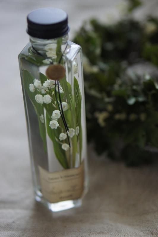 deuxr アベイユフルール（蜜蝋花） よろしく 植物標本