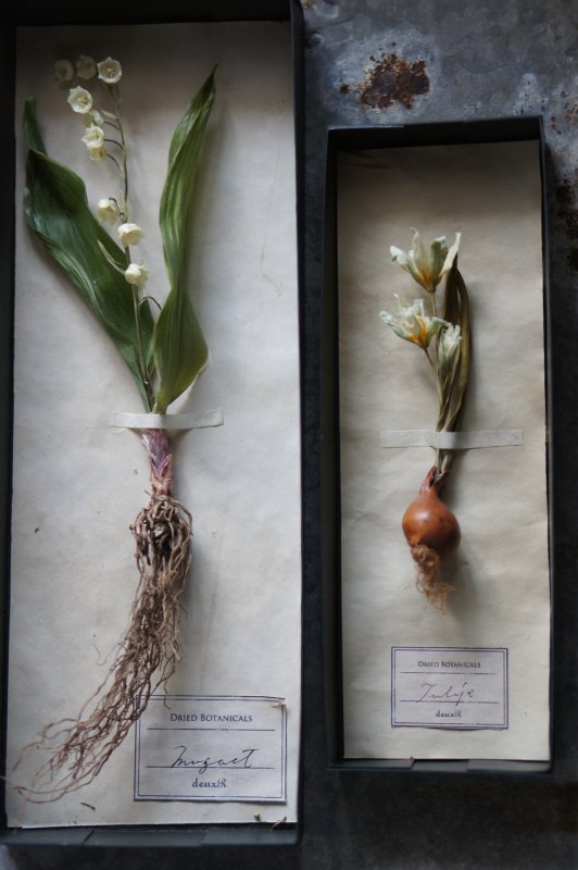 植物標本セット スズラン 原種チューリップ Deuxr Dried Botanicals ドライフラワー 蜜蝋花 リース 花材販売