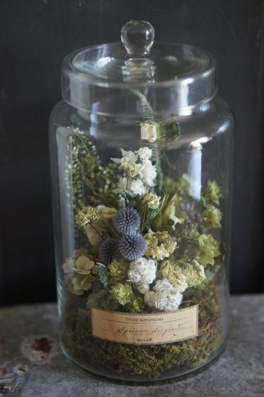 ガラス瓶の植物標本 - deuxR - Dried Botanicals - ドライフラワー
