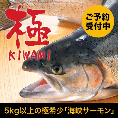 時期未定水揚げしだい発送】【極み】活〆海峡サーモン5.0kg以上[冷蔵