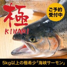 冷蔵）活〆海峡サーモン［鮮魚］ - 青森の北彩屋○津軽海峡で養殖