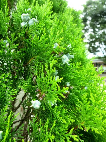 ひばウッドチップ 青森県産 ガーデニングにオススメ 独特の芳香で