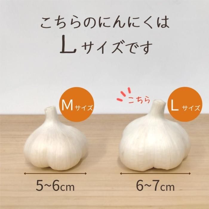 青森県産にんにく（福地ホワイト六片）Lサイズ2kg 約15玉×2 青森から産地直送【公式】田子のいいもの 和の郷にんにく王国