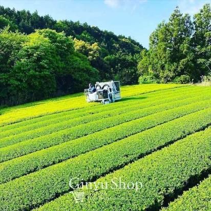 お茶・特上ほうじ茶ティーバッグ・4g×15P － 箱根吟遊オンライン 