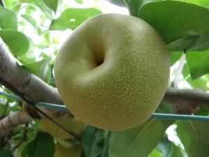 5キロ注文用です。適熟の梨を産地直送します。 幸水梨　12〜13玉 幸水梨 5キロ 大玉 | 新鮮な甘さ - 梨の産地 茨城・下妻の農園
