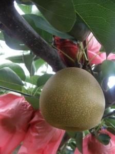 梨の産地 茨城・下妻の農園からもぎりたてをお届けします。