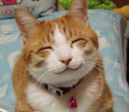 ねこです