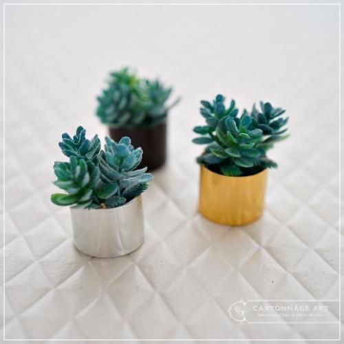 多肉植物 サボテン ミニサボテン｜Yahoo!フリマ（旧PayPayフリマ）